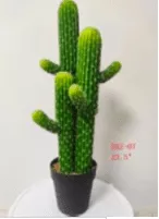 קקטוסים